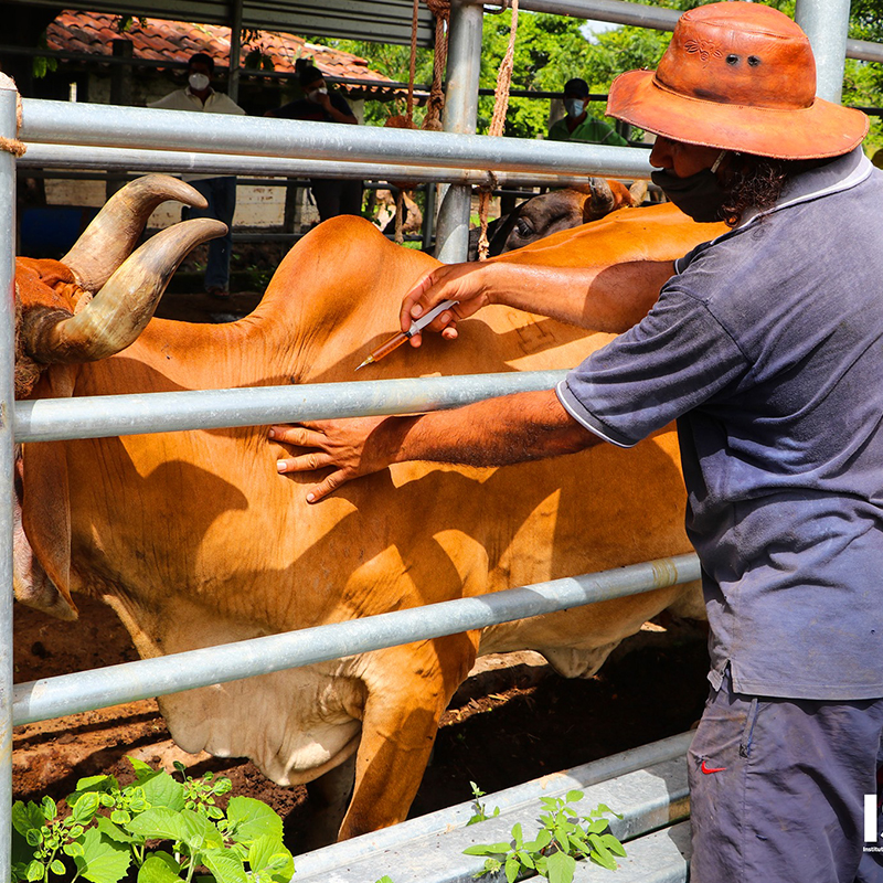 Asistencia técnica de forma práctica como parte del Proyecto de Seguridad Alimentaria