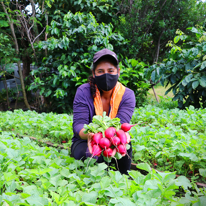 Primeros frutos de huertos diversificados en la Cooperativa Las Lajas, en Sonsonate